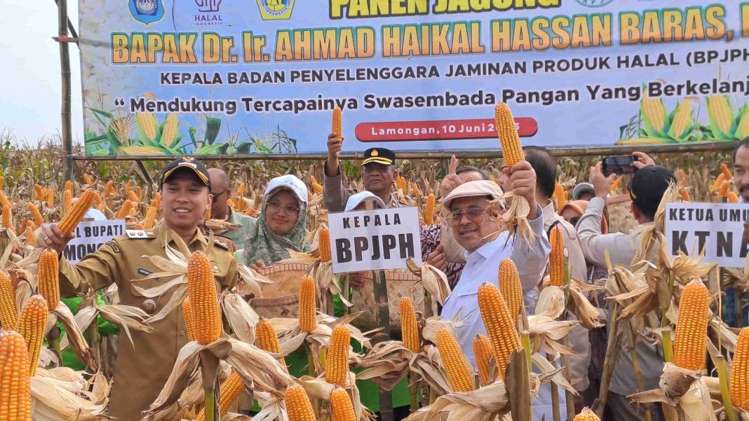 Jagung GMO Halal 100% dari Lamongan: Terobosan Pangan Masa Depan yang Produktif, Irit, dan Siap Bersaing!