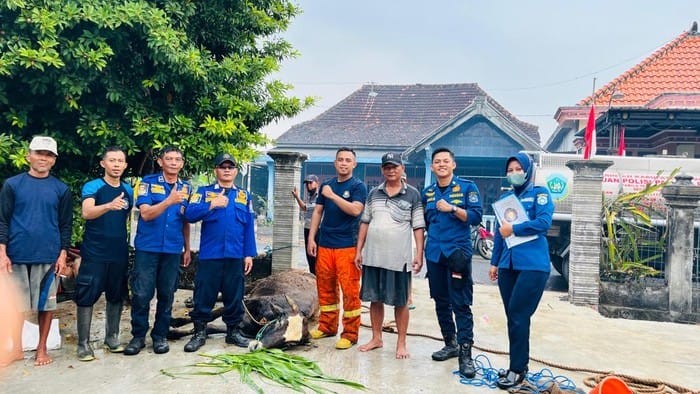 Sapi Terjebak di Got, Warga Lamongan Panik dan Minta Bantuan Petugas Damkar