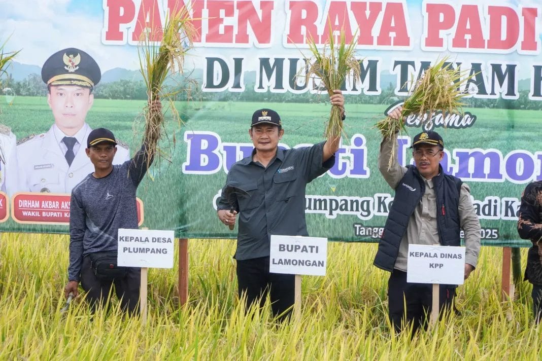 Panen Raya Ketiga: Lamongan Buktikan Dirinya Adalah Lumbung Pangan Masa Depan!