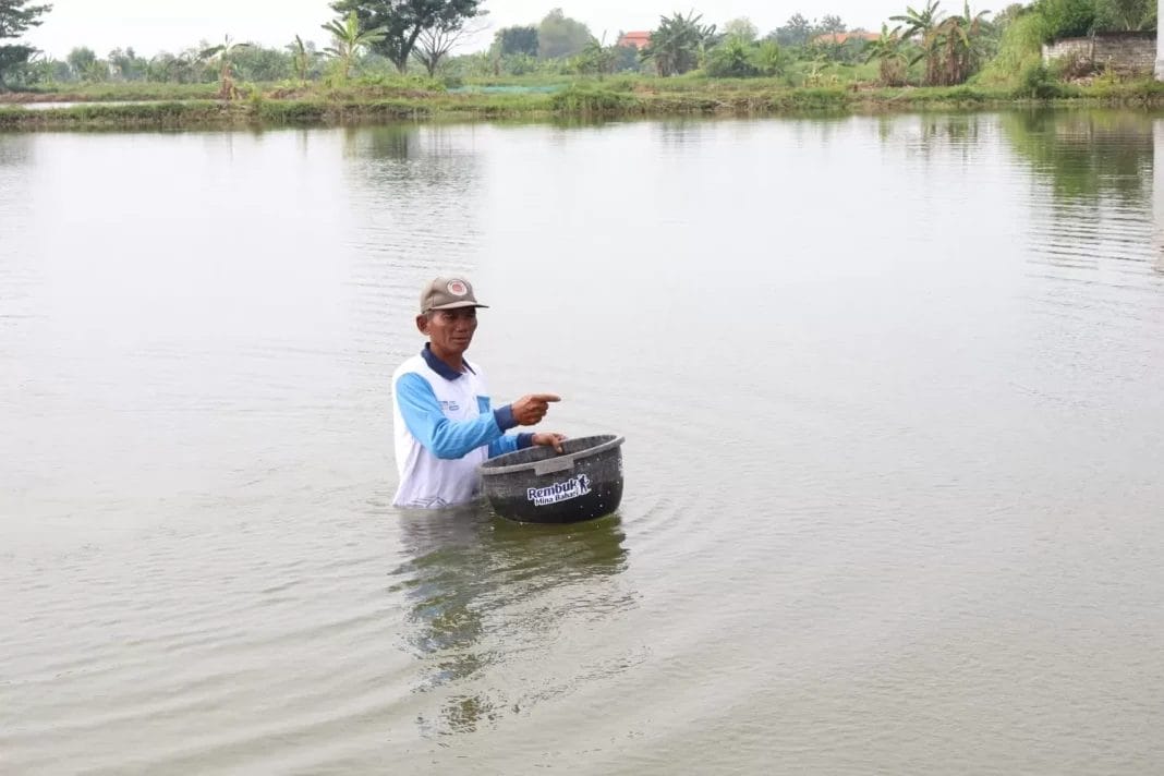 PETAMBAK LAMONGAN FULL SENYUM! Meski Cuaca Bikin “Zonk” di 2025, Amunisi Pupuk Subsidi Raksasa Siap Ledakkan Panen 2026!